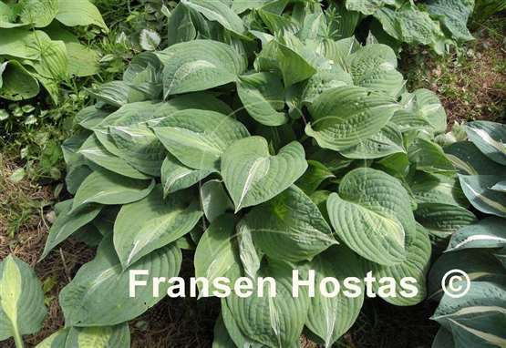 Hosta Mata Hari