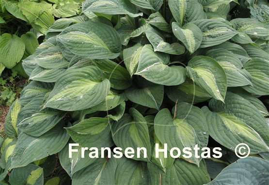 Hosta Mata Hari
