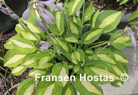 Hosta Mata Hari