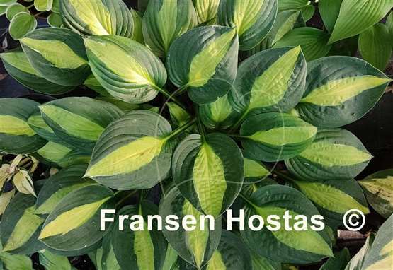 Hosta Mata Hari