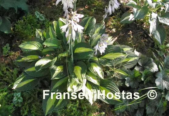 Hosta Mata Hari