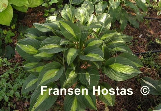 Hosta Mata Hari