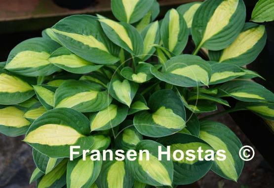Hosta Mata Hari