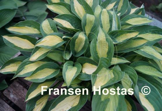Hosta Mata Hari