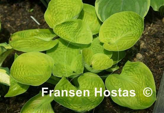 Hosta Maui Buttercups
