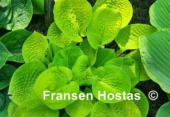 Hosta Maui Buttercups