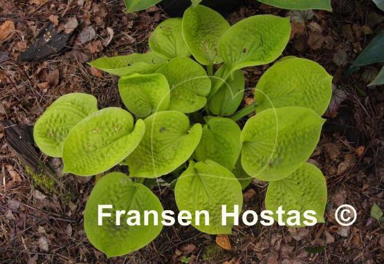 Hosta Maui Buttercups