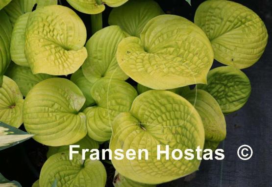 Hosta Maui Buttercups