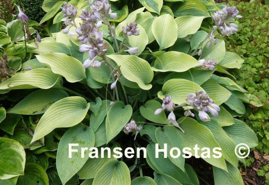 Hosta May