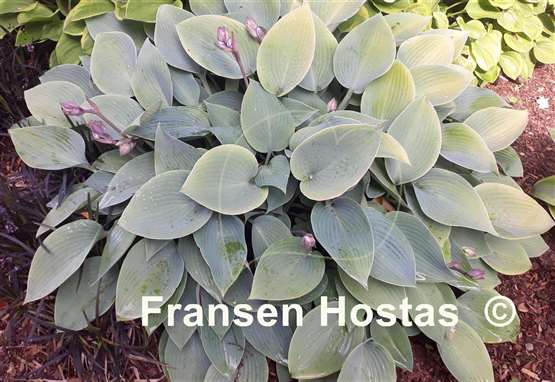 Hosta May