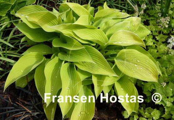 Hosta May