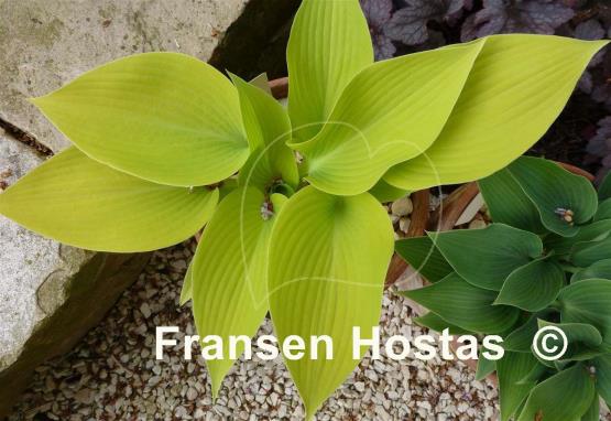 Hosta May