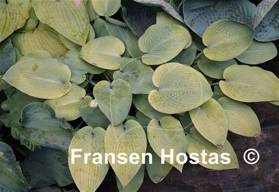 Hosta May