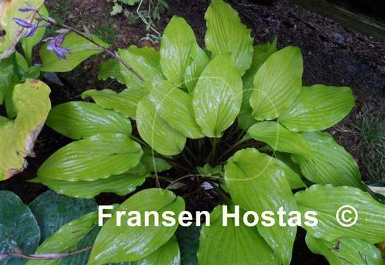 Hosta Maya Infatuation