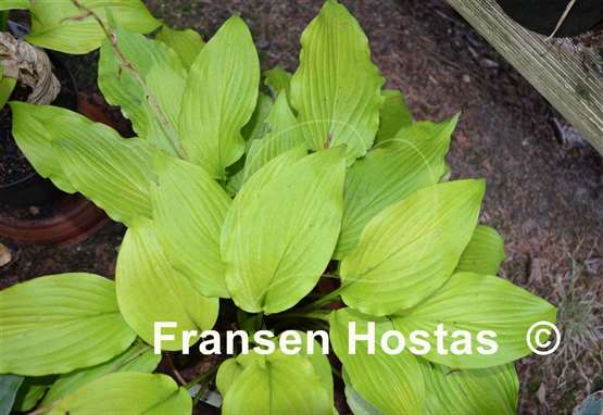 Hosta Maya Infatuation