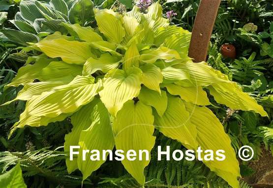 Hosta Maya Infatuation