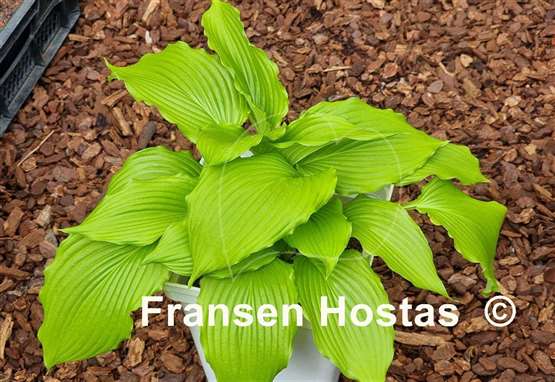 Hosta Maya Infatuation