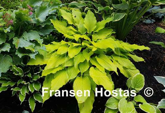 Hosta Maya Infatuation