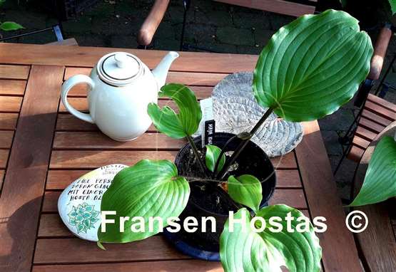 Hosta Maya Kingsnake