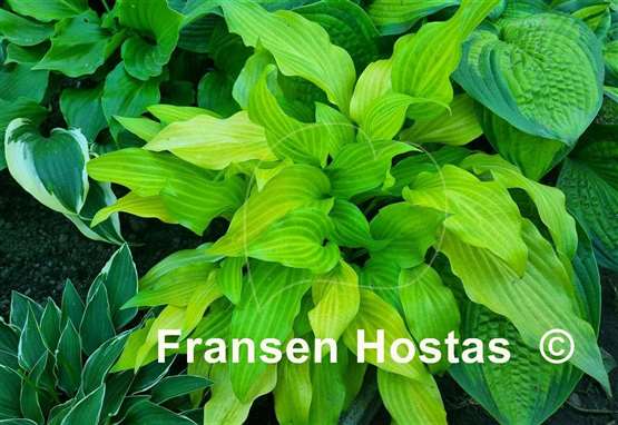 Hosta Maya Tritone