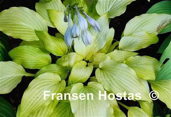 Hosta Maya Tritone