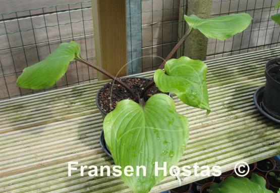 Hosta Maya Kingsnake