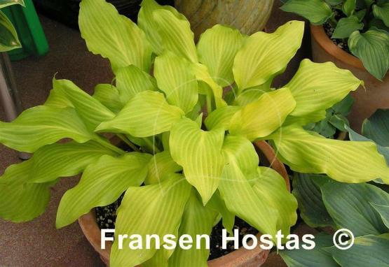 Hosta Maya Tritone