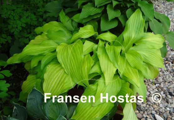 Hosta Maya Tritone