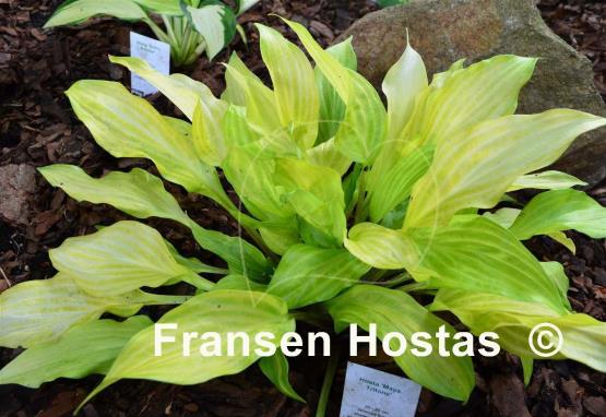 Hosta Maya Tritone