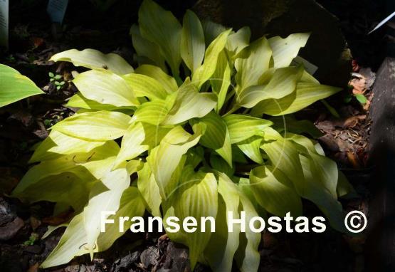 Hosta Maya Tritone