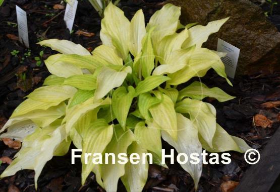 Hosta Maya Tritone