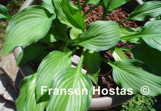 Hosta Maya