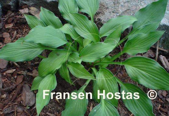 Hosta Maya
