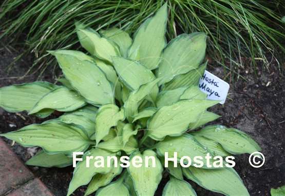 Hosta Maya