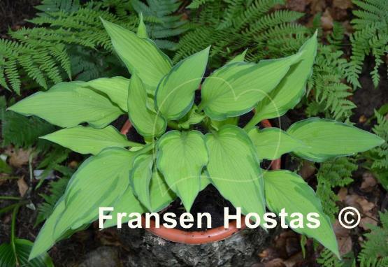Hosta Maya