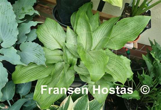 Hosta Mean Gene