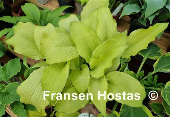 Hosta Mean Gene