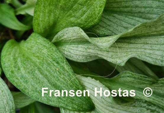 Hosta Mean Gene