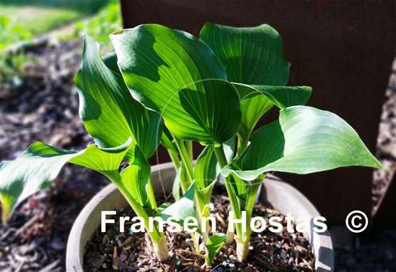 Hosta Mean Green Thing