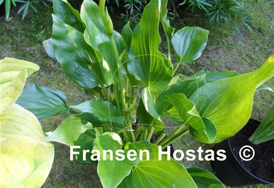 Hosta Mean Green Thing