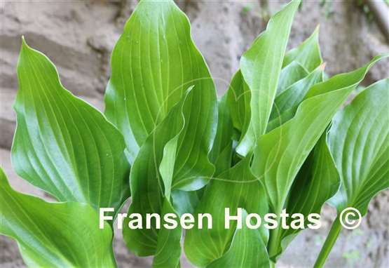 Hosta Mean Green Thing
