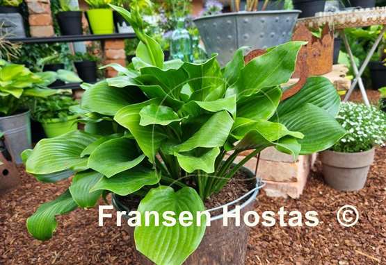 Hosta Mean Green Thing