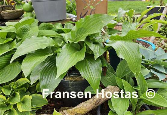 Hosta Mean Green Thing