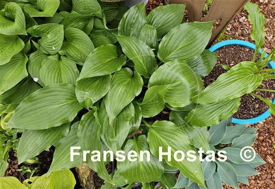 Hosta Mean Green Thing