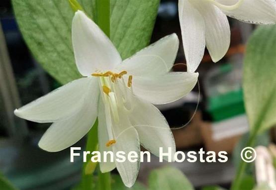 Hosta Mean Gene