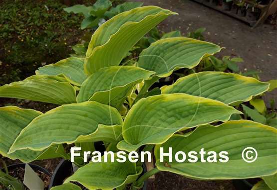 Hosta Medieval Age