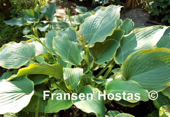 Hosta Medieval Age