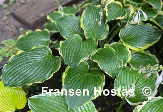 Hosta Medieval Age