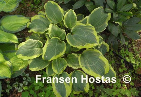 Hosta Medieval Age