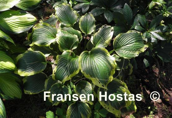Hosta Medieval Age